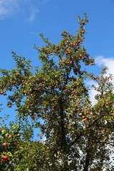 Fototapeta na wymiar Apple tree in Austria