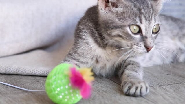 pretty gray stripped 2 months old kitten playing with toy, sitting on owner lap, slow motion