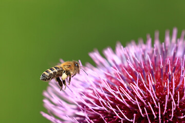 Bee on thistle flower, nectar collecting, natural pollination