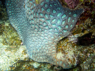 Unusually beautiful corals at the bottom of the Red Sea. Fabulous coral reef.