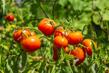 Closeup of harvest of red tomatoes on the farm. Fresh juicy tomatoes under the sun light