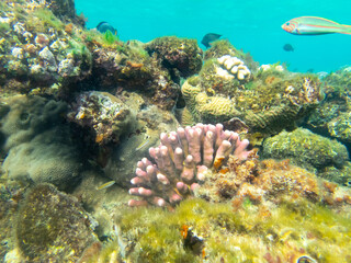 Unusually beautiful corals at the bottom of the Red Sea. Fabulous coral reef.