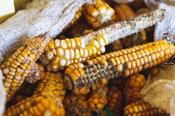 Close-up of Incomplete Corn in Sack