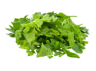 Celery or parsley leaf isolated transparent png