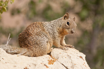 Rock Squirrel taken in southern AZ
