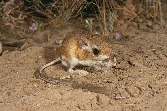 Ord's Kangaroo Rat 