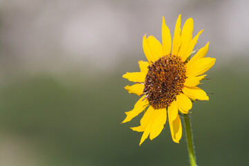 Vibrant Sunflower: Macro Beauty of a Yellow Flower Head