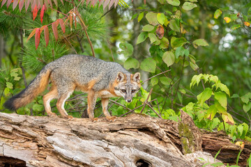 Gray Fox taken in central MN under controlled conditions