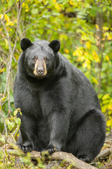Black Bear taken in northern MN