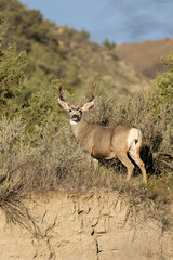 Mule Deer buck taken  in North Dakota