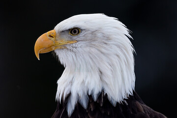 Bald Eagle Head Shot taken in Homer Alaska