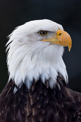 Bald Eagle Head Shot taken in Homer Alaska