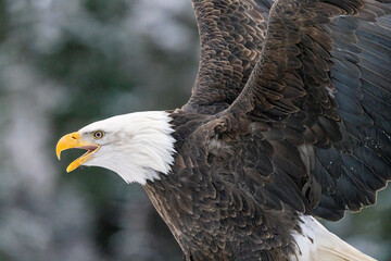 Bald EAgle perched taken in Homer Alaska