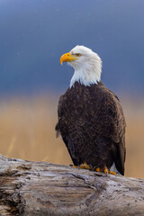 Bald EAgle perched taken in Homer Alaska