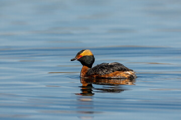 Horned Grebe taken in southern MN