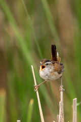 Marsh Wren taken in central MN