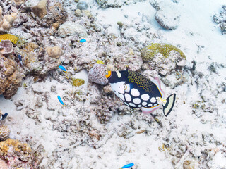 素晴らしいサンゴ礁の奇妙なモンガラカワハギ（モンガラカワハギ科）他。

日本国沖縄県島尻郡座間味村座間味島から渡し船で渡る嘉比島のビーチにて。
2022年11月23日水中撮影。
