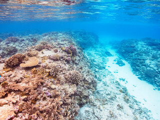 広大な素晴らしいサンゴ礁。

日本国沖縄県島尻郡座間味村座間味島から渡し船で渡る嘉比島のビーチにて。
2022年11月23日水中撮影。
