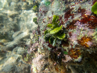 Giant tridacna in the Red Sea coral reef