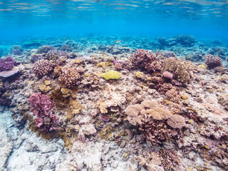 Fototapeta na wymiar 広大な素晴らしいサンゴ礁。日本国沖縄県島尻郡座間味村座間味島から渡し船で渡る嘉比島のビーチにて。 2022年11月23日水中撮影。 