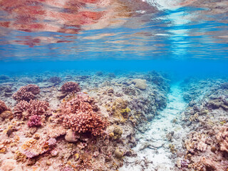 広大な素晴らしいサンゴ礁。

日本国沖縄県島尻郡座間味村座間味島から渡し船で渡る嘉比島のビーチにて。
2022年11月23日水中撮影。
