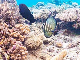 Obraz na płótnie Canvas 素晴らしいサンゴ礁の不思議なヒレナガハギ（ニザダイ科）他。日本国沖縄県島尻郡座間味村座間味島から渡し船で渡る嘉比島のビーチにて。 2022年11月23日水中撮影。 