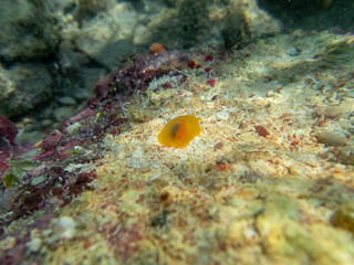 Giant tridacna in the Red Sea coral reef