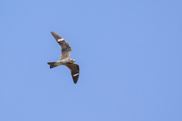 Common Nighthawk female in flight taken in eastern Wyoming