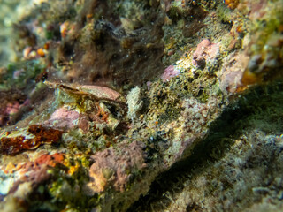 Giant tridacna in the Red Sea coral reef