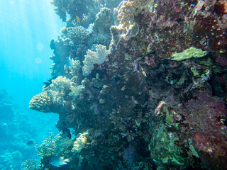Giant tridacna in the Red Sea coral reef