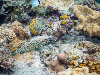 素晴らしいサンゴ礁の美しいカンモンハタ（ハタ科）他。

日本国沖縄県島尻郡座間味村座間味島から渡し船で渡る嘉比島のビーチにて。
2022年11月23日水中撮影。
