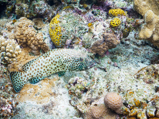 素晴らしいサンゴ礁の美しいカンモンハタ（ハタ科）他。

日本国沖縄県島尻郡座間味村座間味島から渡し船で渡る嘉比島のビーチにて。
2022年11月23日水中撮影。
