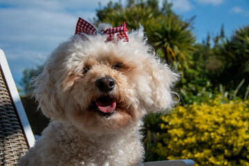 Poochon, Bichon cross Poodle dog poses with a bow on her head in the sunshine. Happy close up, pretty portrait capture of smiling dog.