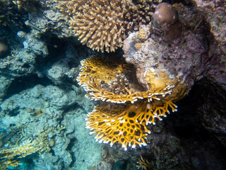 Giant tridacna in the Red Sea coral reef