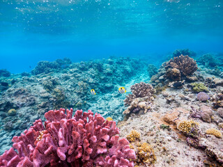 素晴らしいサンゴ礁の美しいヒフキアイゴ（アイゴ科）他。

日本国沖縄県島尻郡座間味村座間味島から渡し船で渡る嘉比島のビーチにて。
2022年11月23日水中撮影。
