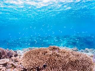 Fototapeta na wymiar 素晴らしいサンゴ礁の美しいデバスズメダイ（スズメダイ科）の群れ他。日本国沖縄県島尻郡座間味村座間味島から渡し船で渡る嘉比島のビーチにて。 2022年11月23日水中撮影。 