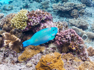 Fototapeta na wymiar 素晴らしいサンゴ礁の美しいナンヨウブダイ（ブダイ科）他。日本国沖縄県島尻郡座間味村座間味島から渡し船で渡る嘉比島のビーチにて。 2022年11月23日水中撮影。 