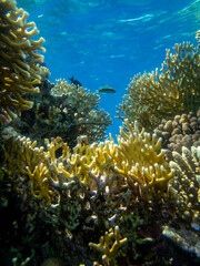 Naklejka na ściany i meble Giant tridacna in the Red Sea coral reef