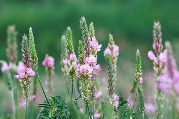 Field of pink flowers Sainfoin, Onobrychis viciifolia. Background of wildflowers. Agriculture. Blooming wild flowers of sainfoin or holy clover