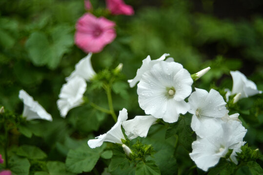 White lavater flowers in a summer green garden. Lavatera trimestris.
