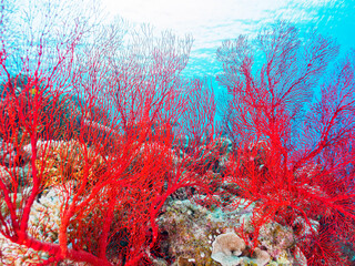 素晴らしいサンゴ礁の豪華な赤いイソバナ（ソフトコーラル）の群生他。

日本国沖縄県島尻郡座間味村座間味島から渡し船で渡る嘉比島のビーチにて。
2022年11月23日水中撮影。
