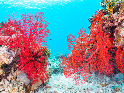 素晴らしいサンゴ礁の豪華な赤いイソバナ（ソフトコーラル）の群生他。

日本国沖縄県島尻郡座間味村座間味島から渡し船で渡る嘉比島のビーチにて。
2022年11月23日水中撮影。
