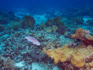 Fototapeta na wymiar 素晴らしいサンゴ礁の美しいバラハタ（ハタ科）他。日本国沖縄県島尻郡座間味村座間味島から渡し船で渡る嘉比島のビーチにて。 2022年11月23日水中撮影。 