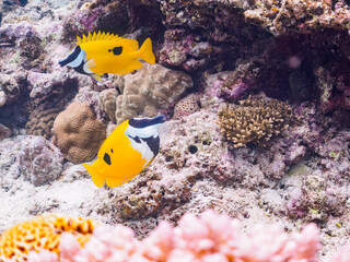 素晴らしいサンゴ礁の美しいヒフキアイゴ（アイゴ科）他。

日本国沖縄県島尻郡座間味村座間味島から渡し船で渡る嘉比島のビーチにて。
2022年11月23日水中撮影。
