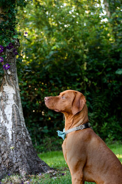 Hungarian Vizsla dog sat for a landscape picture with a strong side profile, smart athletic hound. 
