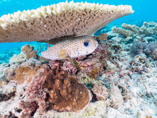 素晴らしいサンゴ礁の美しいネズミフグ（ハリセンボン科）他。

日本国沖縄県島尻郡座間味村座間味島から渡し船で渡る嘉比島のビーチにて。
2022年11月23日水中撮影。
