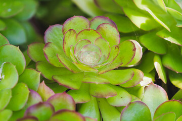 Close-up of Fresh Green Aeonium Arboreum Flower and Leaf