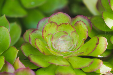 Close-up of Canary Aeonium Flower and Leaf