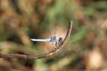 Wildlife