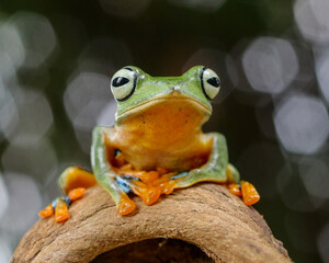 frog on a leaf